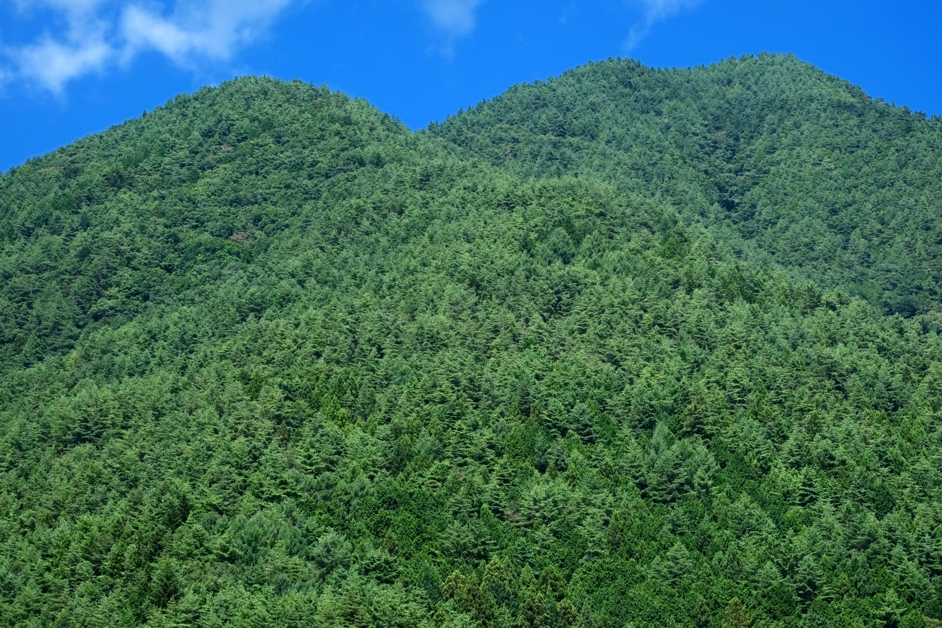 国産木材の住宅は人にも環境にも優しい！熊本で地元の木を使用した注文住宅